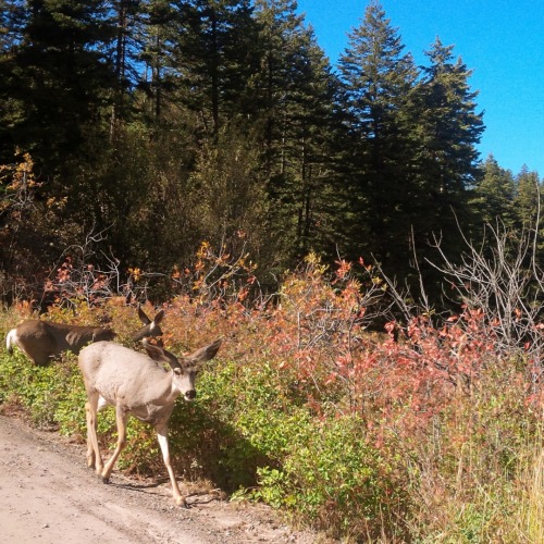 white-tailed deer