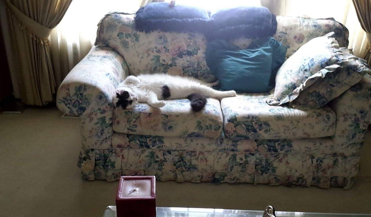 havesomemoore:  ihuatzin:  Hello everyone, today I had to take my cat Jojo to the