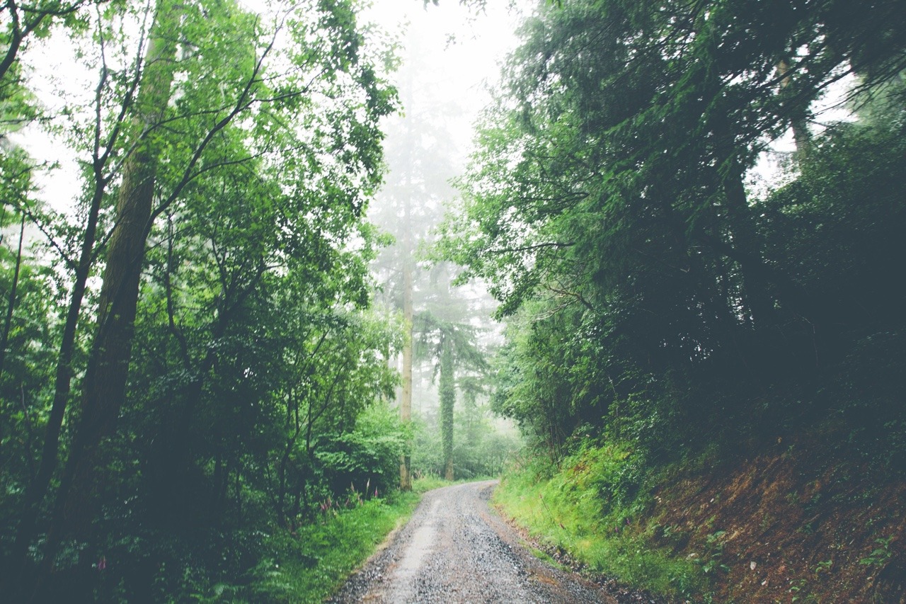 Wet Forest