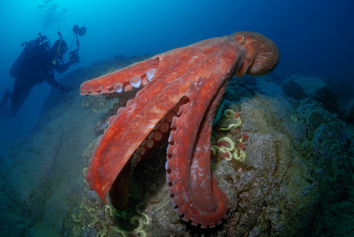 earthandanimals:  Diver meets Octopus Photo by Andrew Shpatak