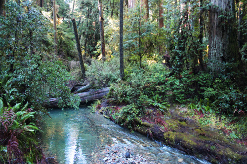 bright-witch: Redwood Forest, California, December 2015, film photography by me. Please do not remov