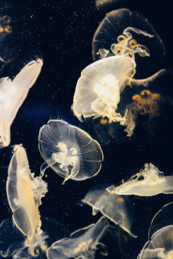 brutalgeneration:  they look like stars (by