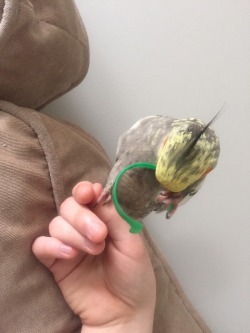 boopsandswoops:  a-tiel-named-mallow: this