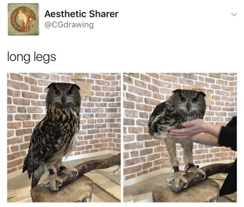 linuxthegeek:  stability:I’m screaming did anyone know that owls legs were this long???  @benegesserit