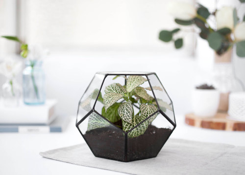 culturenlifestyle:Geometric Glass Terrariums by Julia Silber Ukrainian artist Juila SIlber is the founder, designer and worker of the cozy, design studio Serious Aloe. Inspired by glass, minimalism and geometry, Silber’s handmade pieces are meant to