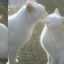 cottonmilk