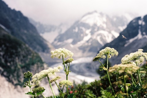 travelsofabrokegirl:  Friends and Flowers in the French Alps 