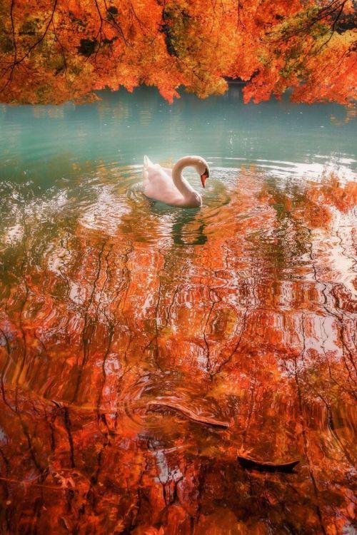 j-k-i-ng: “Swan lake“ by | Yusei Sakai