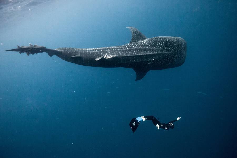 nevver:  Swimming with Sharks, Alex Voyer and  Alex Roubaud 