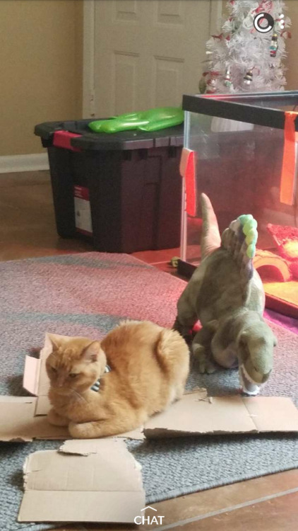 tumbler-of-cats:‘This is Smudge and her cuddle buddy Spino!’, from @deadprostitute, than