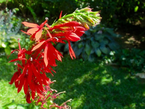 Ligularia, cardinal flower, great lobelia: late summer color in the garden.