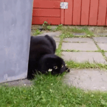 onlylolgifs:  Kitty getting ready for a hunt 