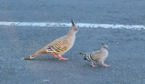wildsideoflifeencounters: Crested Pigeons Not a great photo, but its the only time I’ve ever s