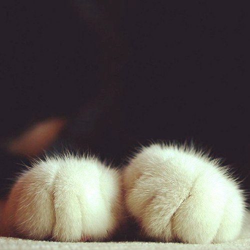 the-last-hair-bender: laughterkey:   thefingerfuckingfemalefury:  such soft toes   QUALITY CONTENT   THIS IS THE SHIT I CAME HERE TO SEE. GODDAMN FAT FUZZY TOES! 