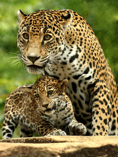 earthlynation:  Act Tough by sooper-deviant 
