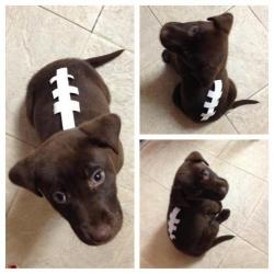 babyanimalsdaily:  Best costume for a chocolate lab everFollow Us for More BABY ANIMALS DAILY