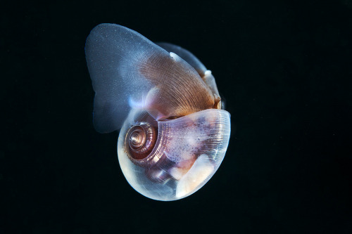 thelovelyseas:Limacina antarctica (Swimming sea snail) by Alexander Semenov