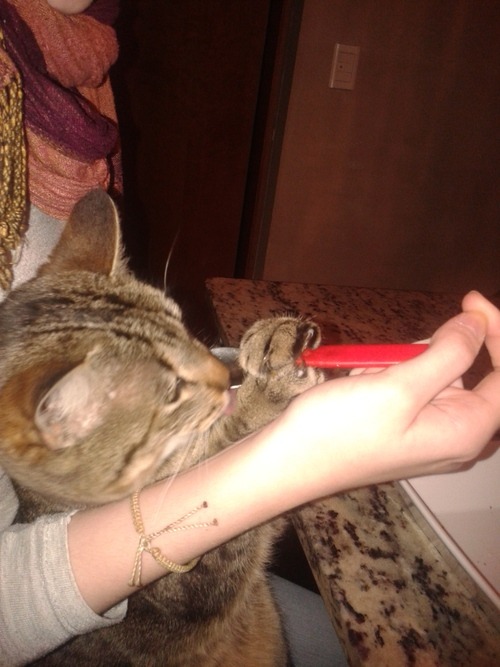 gordoananke:  midnightthunders:  So… I was giving some jelly to my cat  My phone