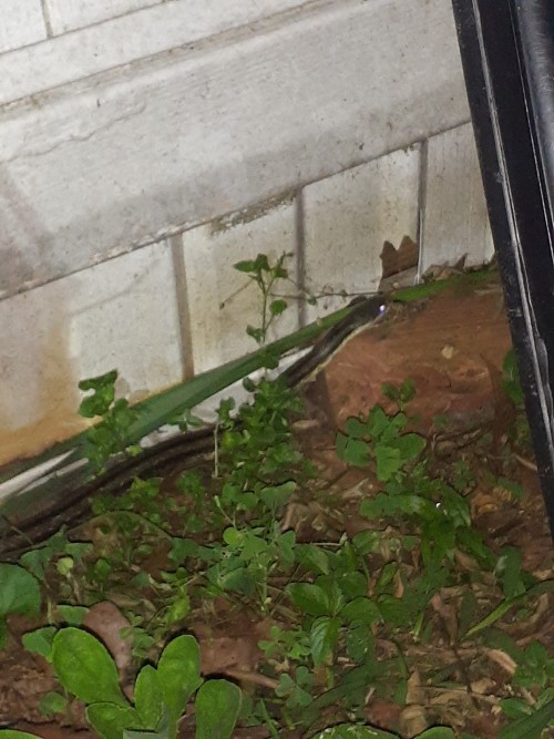 I've Seen Several Snakes Recently