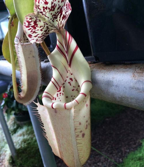 jeremiahsplants:A peppermint colored Nepenthes