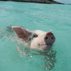 instagram:  Swimming with Swine on “Pig Island&quot;  For more photos from “Pig Island,&ldquo; check out the #swimmingpigs hashtag.   The nation of the Bahamas consists of more than 700 islands. While the tropical climate and pristine beaches are