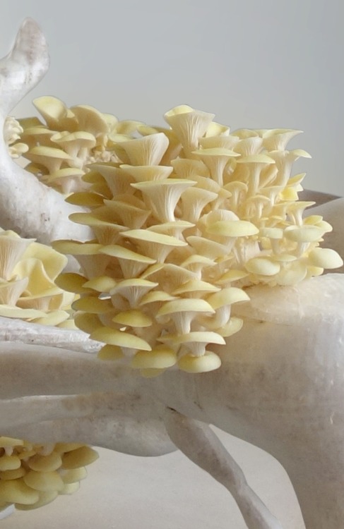 myampgoesto11:  Eric Klarenbeek’s ’Mycelium Chair,’ a 3D printed chair with live growing fungi   Studio Eric Klarenbeek most recent project is the myceliumchair, a chair in which 3D printing and growing material are combined. Designer Eric Klarenbeek