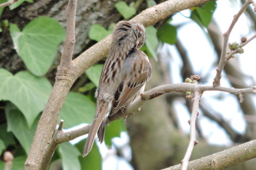 Song Sparrow, Melospiza melodia