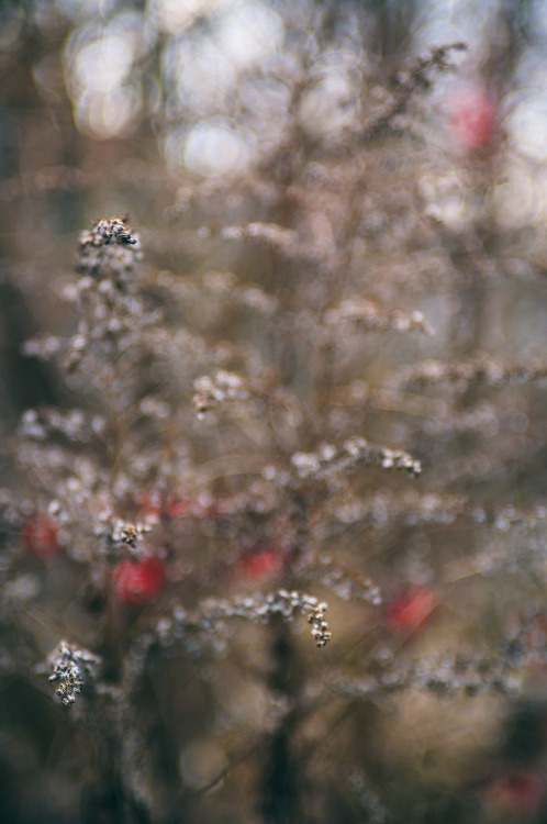 bokeh-in-my-pocket:  hope first bokeh-test Rollei-Sonnar 2.3/40 