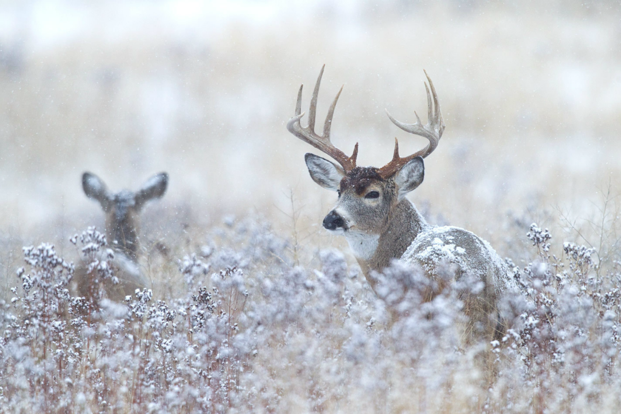 nubbsgalore:  whitetailed stag in winter, photographed by (click pic) david stephens,