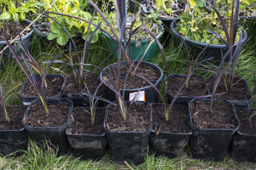 pragmaculture:I have a new thing for our native New Zealand flax (Phormium spp.), known as Harakeke 