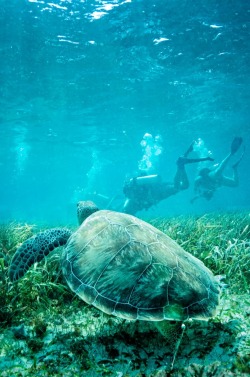 0ce4n-g0d:  Sea Turtle swimming with Divers | Cindy