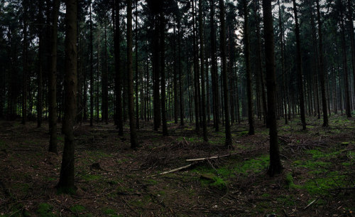 forest by killaJey on Flickr.