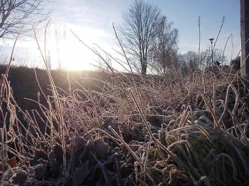 Early morning near small river - grass with frost. Winter.