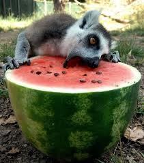 theuppitynegras:  firstladysexyfineass:  Where is the otter that looked so disgusted with its watermelon?  here he is   We love watermelons!