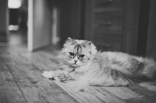 photogenicfelines:  (moniquekrueger.com) 