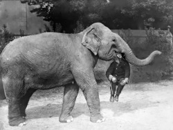 An elephant from Earl’s Court Circus