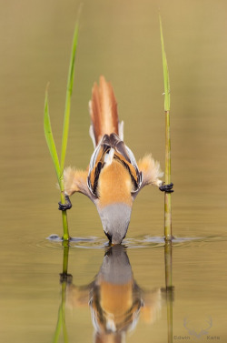 snaappy:nedofoxford:whatthefauna:Bearded reedlings are known to be exceptionally flexible and agile birds, which helps them swiftly navigate their reedy wetland habitat.Images: Edwin Kats (1, 2)  I love birds.  these birds r reedy for anything