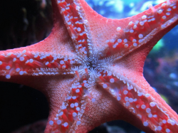 neaq:  Visitor Pictures: Facebooker Jillian Stanton shared this mesmerizing picture of the underside of a Pacific sea star. Enjoy.