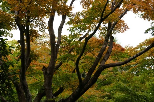 Ōkōchi Sansō, the home and gardens of actor Denjirō Ōkōchi in  Arashiyama, Kyoto, Japan. Copyrights 