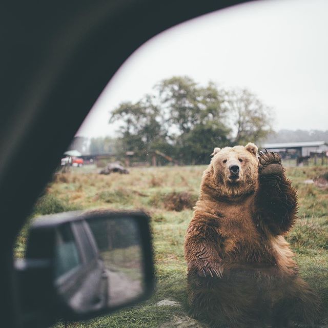 birdasaurus:  Dylan Furst