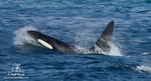 032 ‘Busta’ Nothern Isles pod sighted 24/04/2017 Photo by: Hugh Harrop