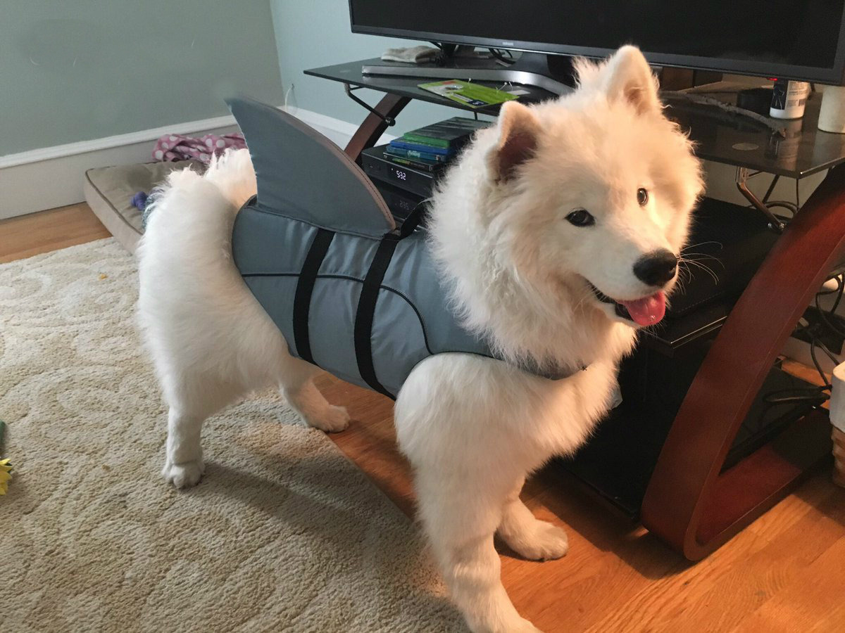 animalrates:  animal rates?