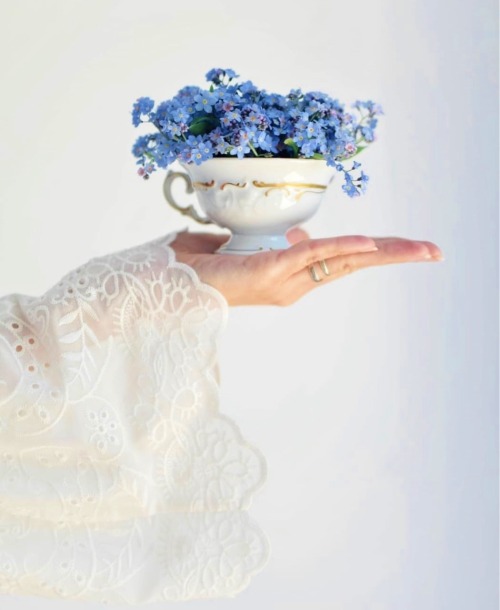 blog2collectionsanfavs
