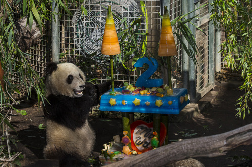 sdzoo:  Our sixth giant panda cub, Xiao Liwu (aka Mr. Wu), celebrated his second birthday with an elaborate ice cake and tasty treats.