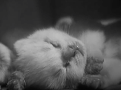 zoubazou:The Private Life of a Cat is an experimental short film by Alexander Hammid and Maya Deren 