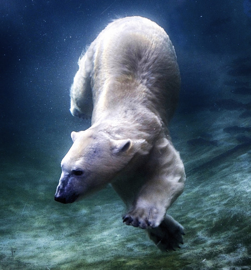 magicalnaturetour:on the prowl by ucumari photography flic.kr/p/Ma5fKf