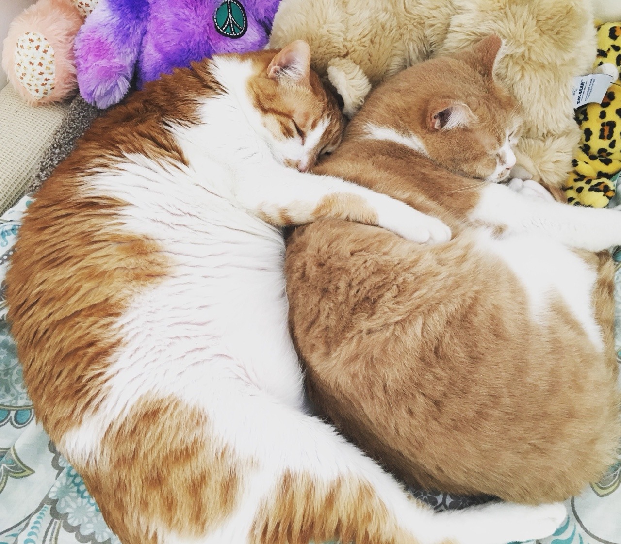 catsuggest:  Suggest: cuddle furriend 