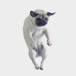 meetthepugs:  “I BELIEVE I CAN FLY 👼”