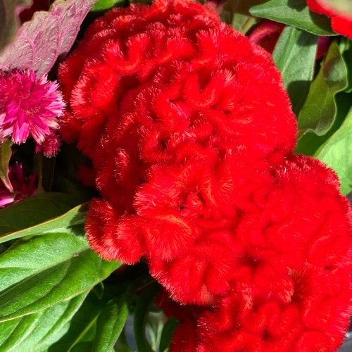 Red Cockscomb, Fairfax City Farmers Market, 2020.Another example of iPhone problems with deep reds.
