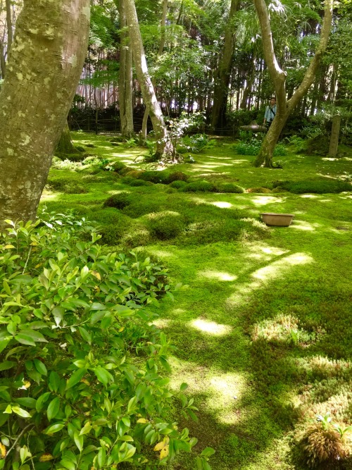 jasmine7031: Giou-ji Temple　（祇王寺） moss gardenwww.giouji.or.jp/enAfter a rainfall, when the ga